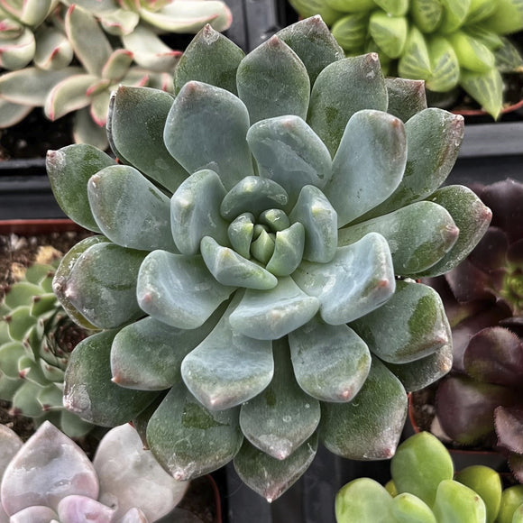 Close-up of a Echeveria 'Blue' plant with other succulents in the background