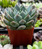 Echeveria 'Blue' plant in a pot surrounded by other plants