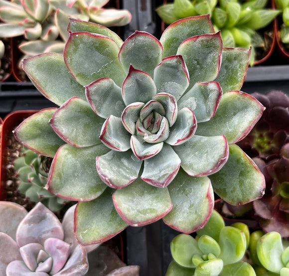 Close-up of a Echeveria pulido plant with green and red edges, surrounded by other succulents.