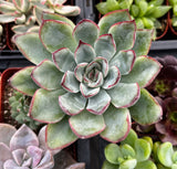 Close-up of a Echeveria pulido plant with green and red edges, surrounded by other succulents.
