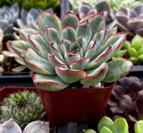 Potted Echeveria pulido plant with red edges in a garden setting
