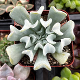 Close-up of a Echeveria 'Topsy Turvy' plant with wavy leaves in a greenhouse setting.