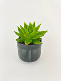 Echeveria Agavoides Succulent