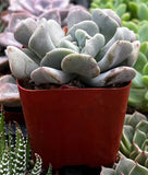 Echeveria 'Cubic Frost' in a red pot surrounded by other plants