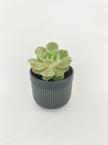 Echeveria Lola Succulent