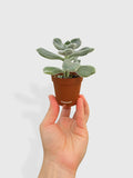 Hand holding Echeveria Pulvinata 'Frosty'