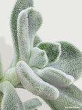 Echeveria Pulvinata 'Frosty'