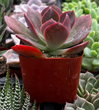 Echeveria 'Red Baron' plant in a red pot surrounded by other succulents