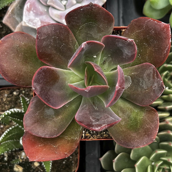 Close-up of a Echeveria 'Red Baron' plant with red and green leaves.