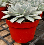 Echeveria subsessilis in a red pot on a grid surface