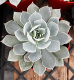 Close-up of a Echeveria subsessilis with a blurred background