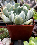Potted Echeveria 'Topsy Turvy' plant with a blurred background of other plants