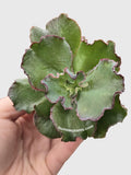 Echeveria Zorro Succulent