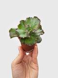 Hand holding a small green succulent plant against a light gray background