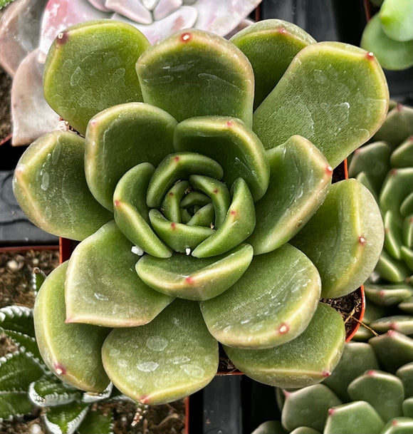 Close-up of a Echeveria agavoides 'Prolifera' plant with a blurred background