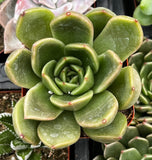 Close-up of a Echeveria agavoides 'Prolifera' plant with a blurred background