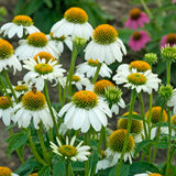 Echinacea 'Pow Wow White'