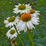 Echinacea 'Pow Wow White' with green centers on a blurred natural background