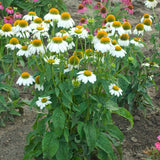 Echinacea 'Pow Wow White' in a garden setting