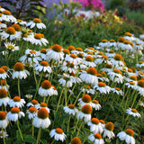 Bouquet of Echinacea 'Pow Wow White' with green leaves