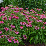 Echinacea 'Pow Wow Wild Berry'