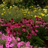 Echinacea 'Pow Wow Wild Berry'