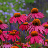 Echinacea 'Pow Wow Wild Berry' with orange centers in a garden setting