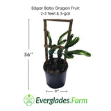 Edgar Baby Dragon Fruit plant in a pot with dimensions and Everglades Farm logo.