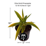 Elite Gold Pineapple plant with dimensions and a logo on a white background