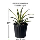 Elite Gold Pineapple plant in a pot with dimensions and Everglades Farm logo.