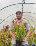 Man holding a pottedcSarracenia - Emily carnivorous plant in a greenhouse setting
