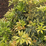 Enchanted Forest® River Run™ Pieris