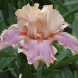 Pink Entitled Fragrant Bearded Iris flower with water droplets on petals against a green background