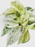 Variegated pothos plant on a light gray background