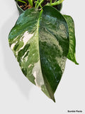 Epipremnum Pinnatum Albo Variegata Cebu Blue