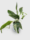 Epipremnum Pinnatum Albo Variegata Cebu Blue