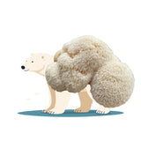Eskimush Bear - Lion's Mane Mushroom Grow Kit with a large ball of yarn on a white background
