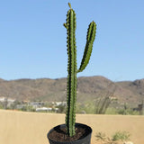 Potted Euphorbia royaleana plant with a desert landscape in the background