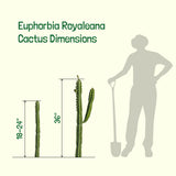 Euphorbia Royaleana dimensions with a person silhouette for scale on a beige background