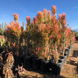 Row of potted Euphorbia tiricalli "Firesticks" plants with red and green foliage under a clear blue sky.