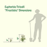Illustration showing the dimensions of Euphorbia Tiricalli 'Firesticks' with a silhouette of a person for scale.