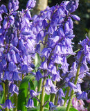 Close-up of bluebells in a garden, showing clusters of bell-shaped purple flowers hanging from green stems against a softly blurred background.