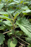 Close-up of green leafy Moldavian Balm ‘Dragon Balm’ (Dracocephalum moldavica) plants with a blurred background