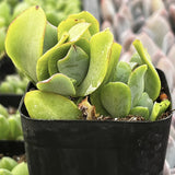 Ruffle Jade plant in a black pot with blurred background