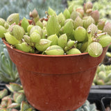 Potted Senecio herreanus plant with green leaves in a red pot