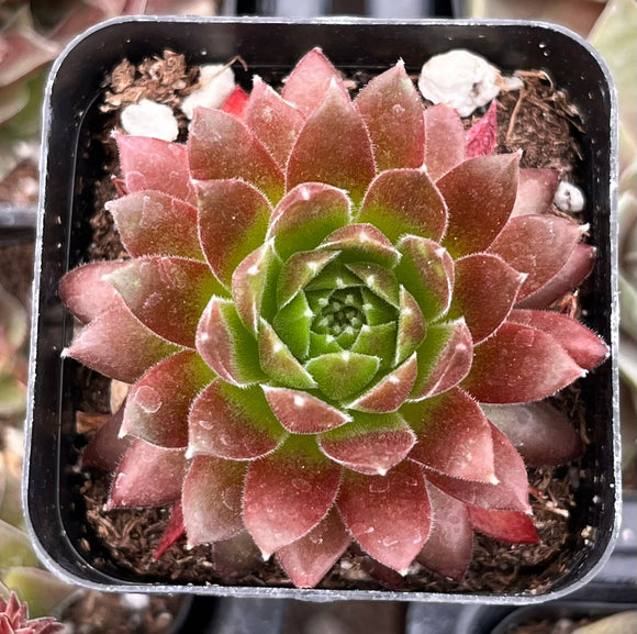 Close-up ofSempervivum 'Gold Dust' with red and green leaves in a pot.