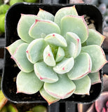 Green Echeveria 'Tippy Pink' with pink edges in a black pot