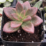 Pink Graptosedum 'California Sunset' plant in a black pot with a blurred background