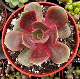 Echeveria 'Red Ball' plant in a red pot with a blurred background of other plants