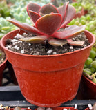 Echeveria 'Red Ball' plant with red leaves in a terracotta pot.
